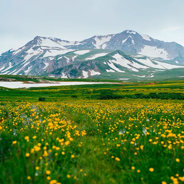 альпийские луга